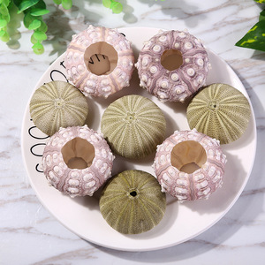 Vraies coquilles d'oursin bon marché utilisées pour la décoration de la maison de pot de fleur - Product Image 3