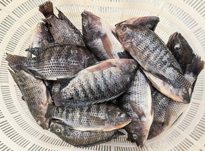 Vivana — eau fraîche pour poissons africains, 500-800, vente en gros, prix - Product Image 3