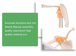 Modelo Anatómico de Articulación del <span class=keywords><strong>Hombro</strong></span> <span class=keywords><strong>Humano</strong></span> con Ligamentos - Modelo de Hueso para Ciencias Médicas en Material PVC - Product Image 2