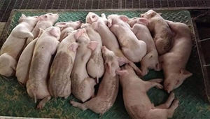 Almohadillas térmicas para cerdo, placa calefactora de cerdo de fibra de carbono, de plástico - Product Image 2