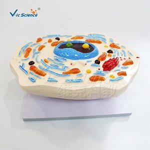 Modèle d'ultrastructure cellulaire animale grossi 20000 fois, 30x19x43cm, numéroté pour l'enseignement des sciences médicales CE ISO ROHS CNAS - Product Image 4