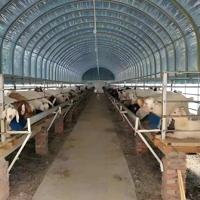 Structure en acier préfabriquée pour élevage de chèvres, fournisseur chinois, conception de hangar pour élevage de moutons