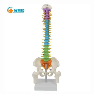 Esqueleto anatômico humano modelo 45cm, ferramentas de ensino de ciências médicas, coluna com pelve e osso da perna, modelo