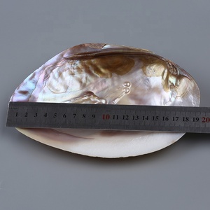 Vỏ trai ngọc trai nước ngọt tự nhiên 15-20cm dùng làm đồ trang sức tự chế - Product Image 6