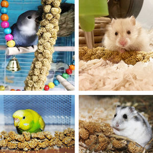 Tallos de mijo superiores para mascotas, tallos de mijo disponibles a granel para un crecimiento mejorado, tallos de mijo frescos de granja a precios competitivos - Product Image 2