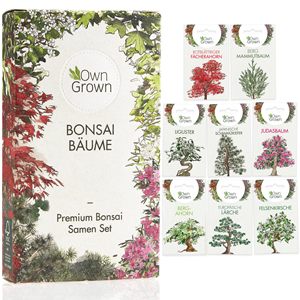 Bonsái de arce rojo japonés Premium, paquete de 5 plantas para suministros de jardín, bonsái de arce rojo japonés en crecimiento - Product Image 2