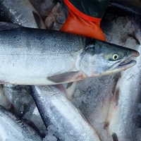 Saumon sauvage d'Atlantique entier, export en vrac, IQF, pêche en haute mer, fruits de mer frais, qualité supérieure, qualité de transformation Chun Cheng
