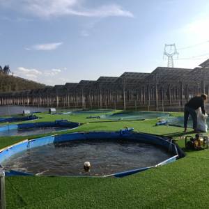 Chine Offre Spéciale Asie Afrique dernier matériel d'élevage tilapia poisson-chat <span class=keywords><strong>carpe</strong></span> tôle galvanisée <span class=keywords><strong>étang</strong></span> <span class=keywords><strong>à</strong></span> poissons - Product Image 5