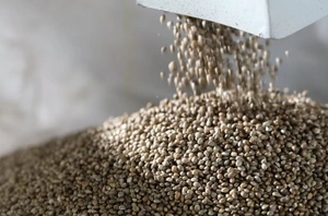 Semi di Canapa Industriali Premium Biologici USDA, Sgusciati, Non-OGM, Ricchi di Proteine Vegetali per Frullati, Cottura e Diete Vegane - Product Image 6