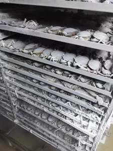 Túnel de Congelación Rápida de Alta Calidad HNOC, Máquina de Congelación IQF, Túnel de Congelación para Mariscos, Túnel de Congelación IQF Usado - Product Image 4