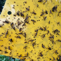 200*100 mm Niet-toxische, waterdichte, dubbelzijdige kleefval, snijbaar voor fruitvliegen in boomgaarden, geïntegreerde ongediertebestrijding