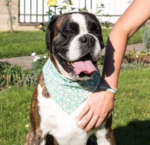 Collar de corbata de perro desmontable de doble capa con margarita de estilo retro con pulsera de propietario - Product Image 6