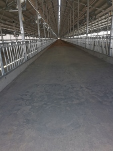 Nouvel équipement d'alimentation de vache du fabricant de <span class=keywords><strong>serrure</strong></span> de cou de verrouillage de tête de vache galvanisé pour le bétail et la ferme laitière - Product Image 2
