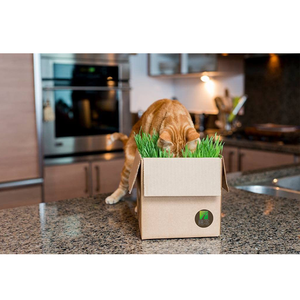 <span class=keywords><strong>Herbe</strong></span> pour <span class=keywords><strong>chat</strong></span> Vente en gros Sans sol <span class=keywords><strong>Bio</strong></span> Hydroponique 5 pièces Snacks pour animaux de compagnie Manger de la nourriture Plantation Bol en plastique <span class=keywords><strong>Herbe</strong></span> pour <span class=keywords><strong>chat</strong></span> - Product Image 3