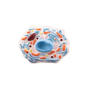 Modello di <span class=keywords><strong>cellula</strong></span> animale 3d resistente in plastica per attrezzature educative - Product Image 2