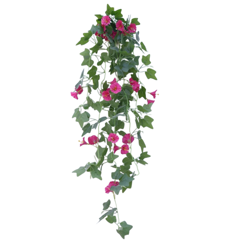 Gloire du matin (rose foncé)