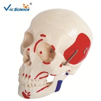 Modelo Anatómico de Puntos de Anclaje Muscular de Cráneo con Código de Color para Enseñanza de Odontología y Ortopedia, con Certificaciones CE/ISO/ROHS/CNAS