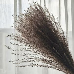 M-1152 Vente Chaude Couleur Naturelle Fleurs Séchées Scirpe Plante <span class=keywords><strong>Miscanthus</strong></span> Herbe pour Mariage - Product Image 1
