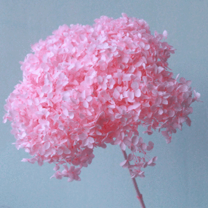 زهرة وخالدة بأوراق كبيرة من نبات الهيدرا, زهور مجففة بقطعة واحدة من نبات الهدرانيا ، زهور مجففة صغيرة من نبات الهدرانيا - Product Image 2