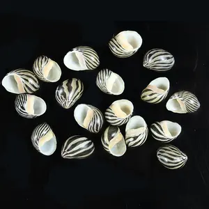 2.2 × 1.5センチメートルNatural小さなSeashells Striped Sea Conch SnailためCollectibles Crafts