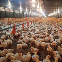 Système d'élevage au sol entièrement automatique pour poulets de chair, équipement d'élevage avicole avec ligne d'alimentation et d'abreuvement