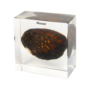 Gelsonlab HSBS-039 Akrilik Mürekkepbalığı Numune gömülü biyolojik örnekler - Product Image 6