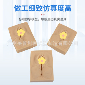 Modèle de pratique de suture vulvaire pour la spécialité d'obstétrique et gynécologie, module de formation aux compétences de suture périnéale, obstétrique et - Product Image 5