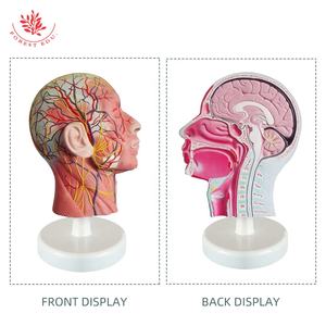 Modèle d'anatomie humaine Tête humaine avec système neurovasculaire et musculaire facial Modèle de crâne à demi-tête - Product Image 4