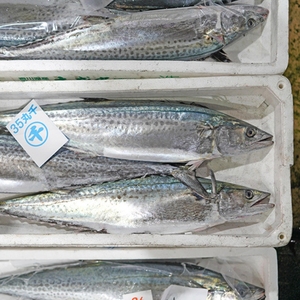Caballa española congelada entera, pescado IQF capturado en la naturaleza, mariscos redondos enteros, paquete a granel, pescado de piel plateada, captura fresca, suministro congelado - Product Image 2