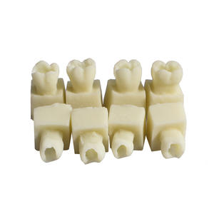 Modelos de Resina para Práctica de Odontología y Rellenos Dentales, Material Plástico Manual para Prácticas de Resina Dental - Product Image 1