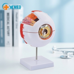 Modelo Anatómico del Ojo Humano Ampliado 6 Veces para la Educación Científica, Estudio de los Estudiantes, Exhibición, Enseñanza Médica, CE/ISO - Product Image 1