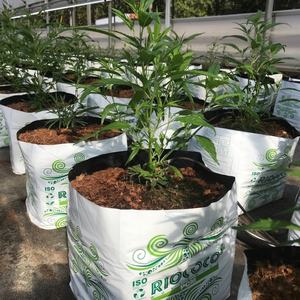 Sacs de culture en fibre de coco à ouverture supérieure, 1 gallon, 2 gallons, 5 gallons - Product Image 5