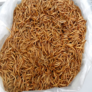 Alimento Suplementario para Insectos: Mosca Soldado Negra Seca y Gusanos de Harina para Aves de Corral, Ganado, Peces y Especies Acuáticas - Product Image 1