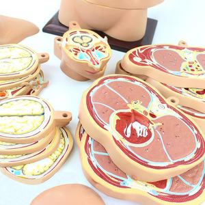 Torse humain modèle transversal horizontal modèle anatomique du cerveau modèle anatomique hiérarchique du corps entier - Product Image 4