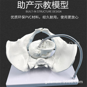 Modèle d'enseignement en obstétrique fœtale, modèle pelvien féminin, modèle pelvien d'accouchement, enseignement de l'accouchement, modèle pelvien - Product Image 2