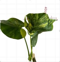 Plante d'intérieur best-seller, Monstera Deliciosa à feuilles marbrées jaunes, pour la décoration de la maison, du bureau et des espaces de vie