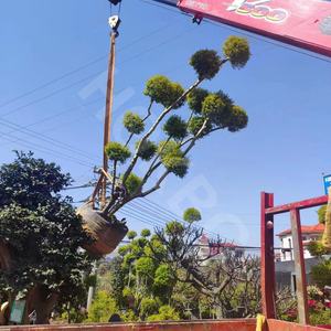 HOKBG – pot de culture robuste en plastique tissé anti-UV, 900 litres, 239 gallons, pour arbre Podocarpus Yew - Product Image 5