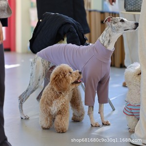 Camiseta de cuello alto de color liso para primavera, en stock, para <span class=keywords><strong>Galgo</strong></span> Italiano y Whippet, ropa informal para mascotas - Product Image 3
