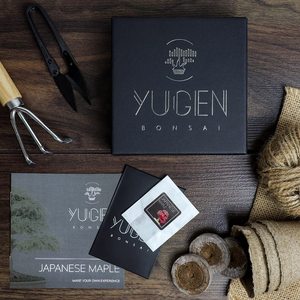 Kit de démarrage d'arbre bonsaï amusant pour apprenti, 5 espèces au choix, épicéa <span class=keywords><strong>bleu</strong></span>, utilisation au sol/suspendu, jardin d'intérieur, culture toute l'année - Product Image 4