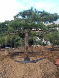 HOKBG – pot de culture robuste en plastique tissé anti-UV, 900 litres, 239 gallons, pour arbre Podocarpus Yew - Product Image 2