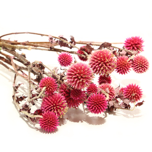 Fleurs de <span class=keywords><strong>chardon</strong></span> <span class=keywords><strong>bleu</strong></span> naturelles séchées, fleurs florales, feuillage, <span class=keywords><strong>chardon</strong></span> <span class=keywords><strong>bleu</strong></span> préservé - Product Image 1