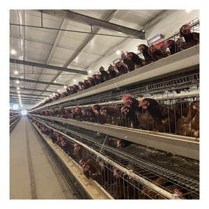 H-tipi kafes tavuk çiftliği pil kafes sistemi kanatlı hayvan yemi ekipman katmanı ekipmanları ticari otomatik tavuk yumurtlama kafesi - Product Image 5