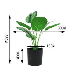 <span class=keywords><strong>ต้น</strong></span>คาลาเทียเทียมเทียมสำหรับประดับในร่มต้นไม้ประดับบ้าน<span class=keywords><strong>บอน</strong></span>ไซ Calathea ขนาด<span class=keywords><strong>เล็ก</strong></span> - Product Image 3