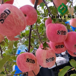 有機新鮮富士りんご卸売市場価格 山東省産 - Product Image 1