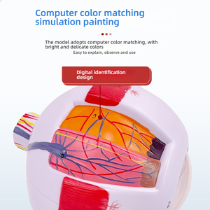 Modelo de Ojo Humano Desmontable para Enseñanza Médica, Simulación de Ojo <span class=keywords><strong>Infantil</strong></span> con Aumento de 6x, Estructura Anatómica - Product Image 3