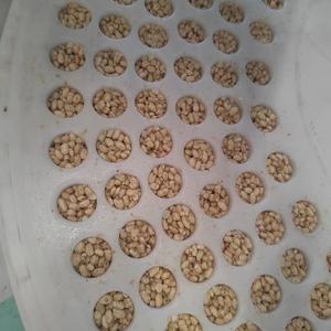 เครื่องขึ้นรูปขนมข้าวเกรดอาหาร เครื่องทำขนมข้าวพองกลม - Product Image 4