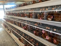Système d'élevage avicole de haute capacité pour 96 poules pondeuses, nouvelle cage à poulets automatique galvanisée de type A à 4 portes, la plus vendue