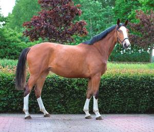 Impermeable personalizar Hardwar Turnout Draft Horse Cabestro PVC Nylon acolchado personalizado Pony <span class=keywords><strong>Pet</strong></span> proveedor Halter con ajuste - Product Image 4