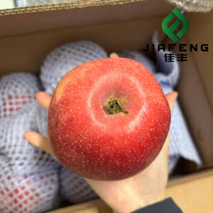 Pomme rouge Fuji fraîche et croustillante provenant d'un <span class=keywords><strong>verger</strong></span> chinois - Meilleur prix pour les grossistes du monde entier - Product Image 6