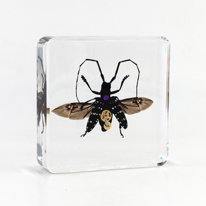 Réel spécimen d'<span class=keywords><strong>araignée</strong></span> Insecte séché en résine Lucite résine Presse-papiers taxidermie Réel animal insecte spécimen biologique - Product Image 4